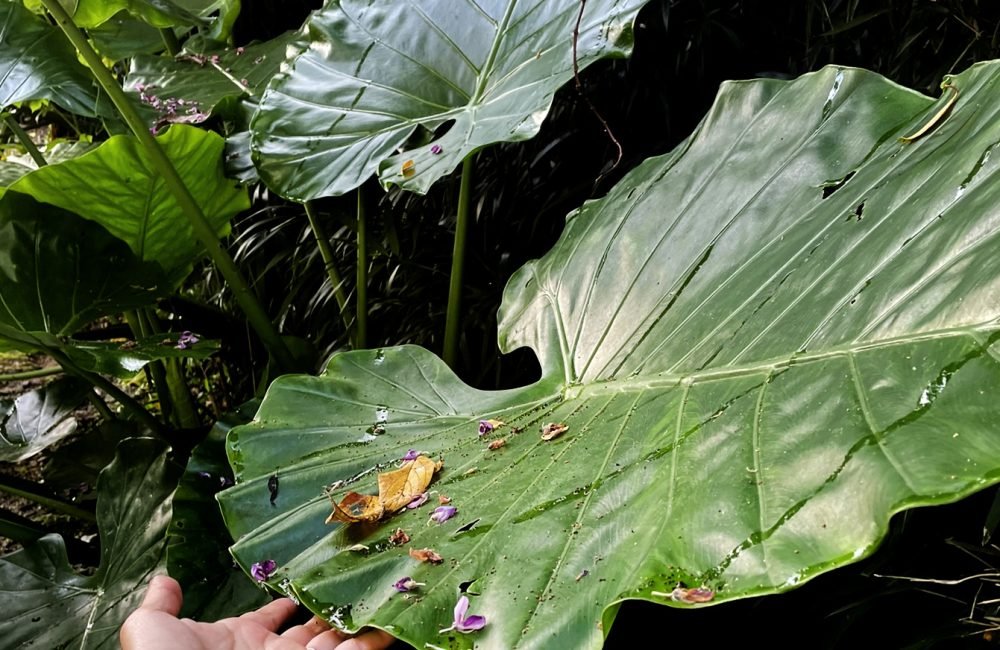 3 JBD_Issue18_Leaf
